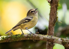 Yellow-Winged Vireo photo 2