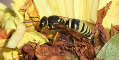Ancistrocerus durangoensis