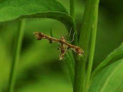 Geina periscelidactylus