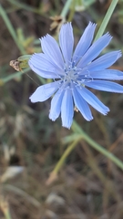 Cichorium intybus