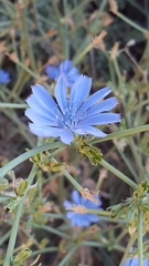 Cichorium intybus