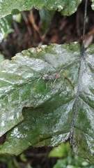 Camponotus singularis