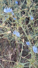 Cichorium intybus