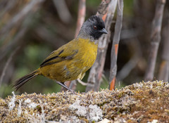 Large-Footed Finch photo 5