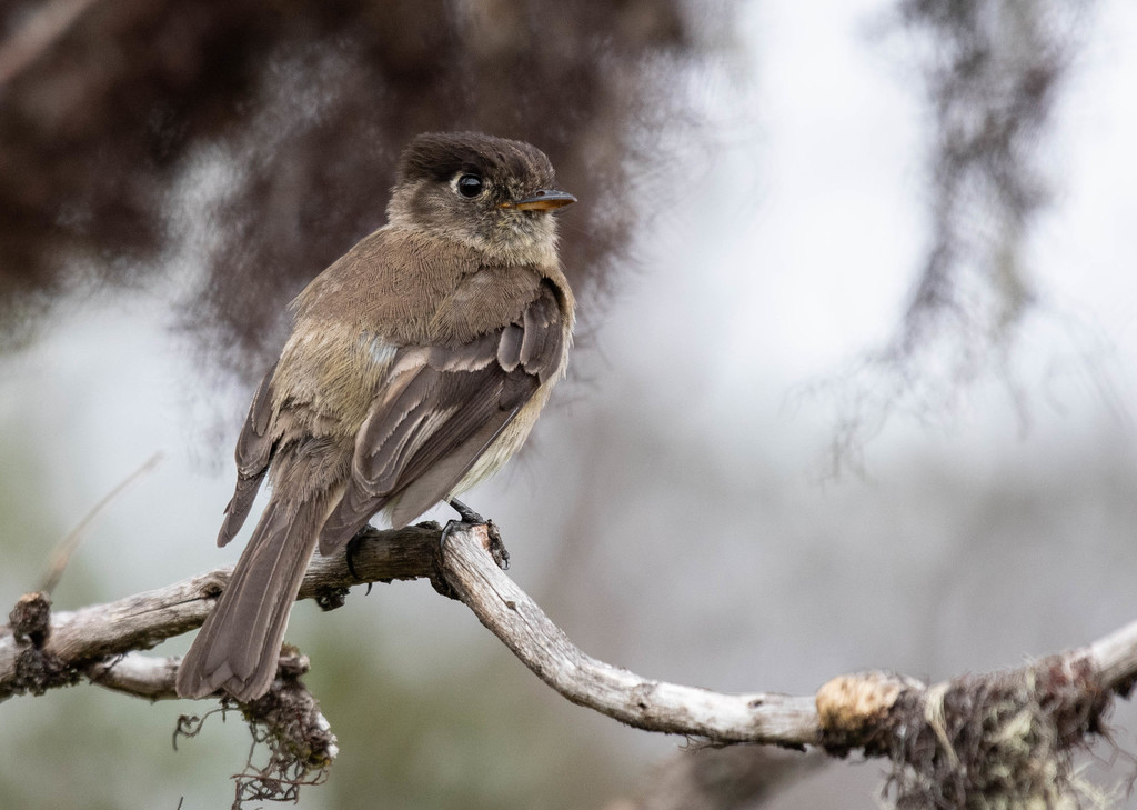 Black-Capped Flycatcher