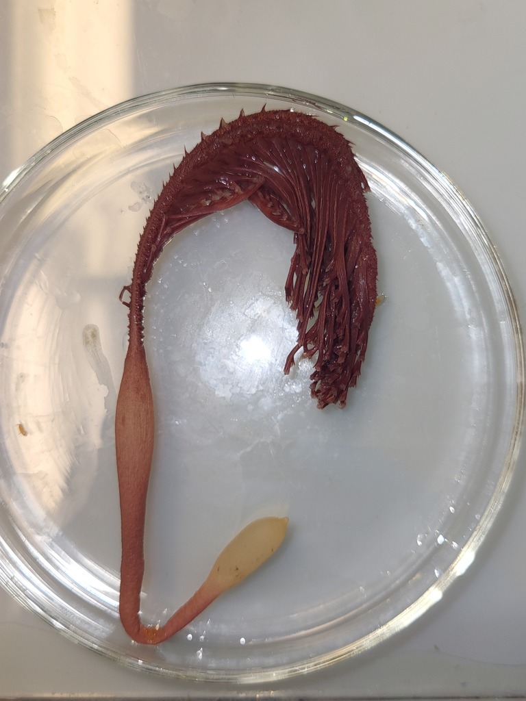 thorny sea pen