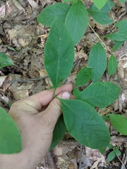 Lonicera dioica
