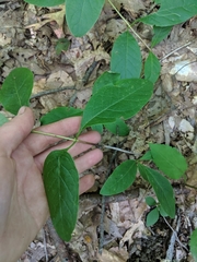 Lonicera dioica