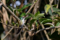 Saucerottia cyanocephala