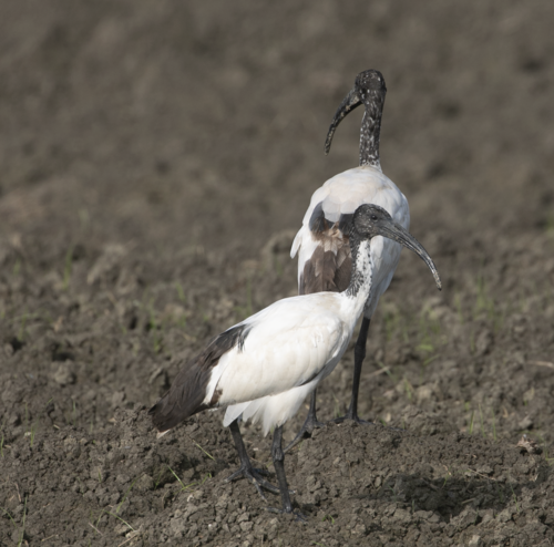 Ibis sagrado (Threskiornis aethiopicus)