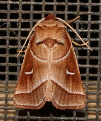Fagitana littera