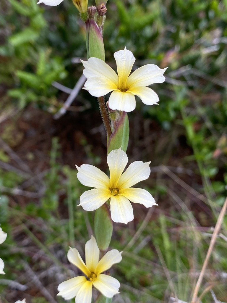 Sisyrinchium