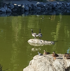 Branta canadensis