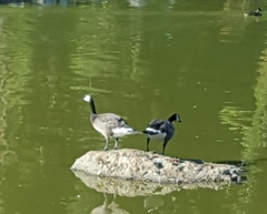 Branta canadensis
