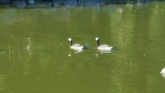 Branta canadensis