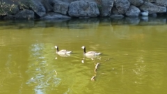 Branta canadensis