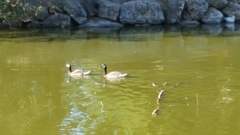 Branta canadensis