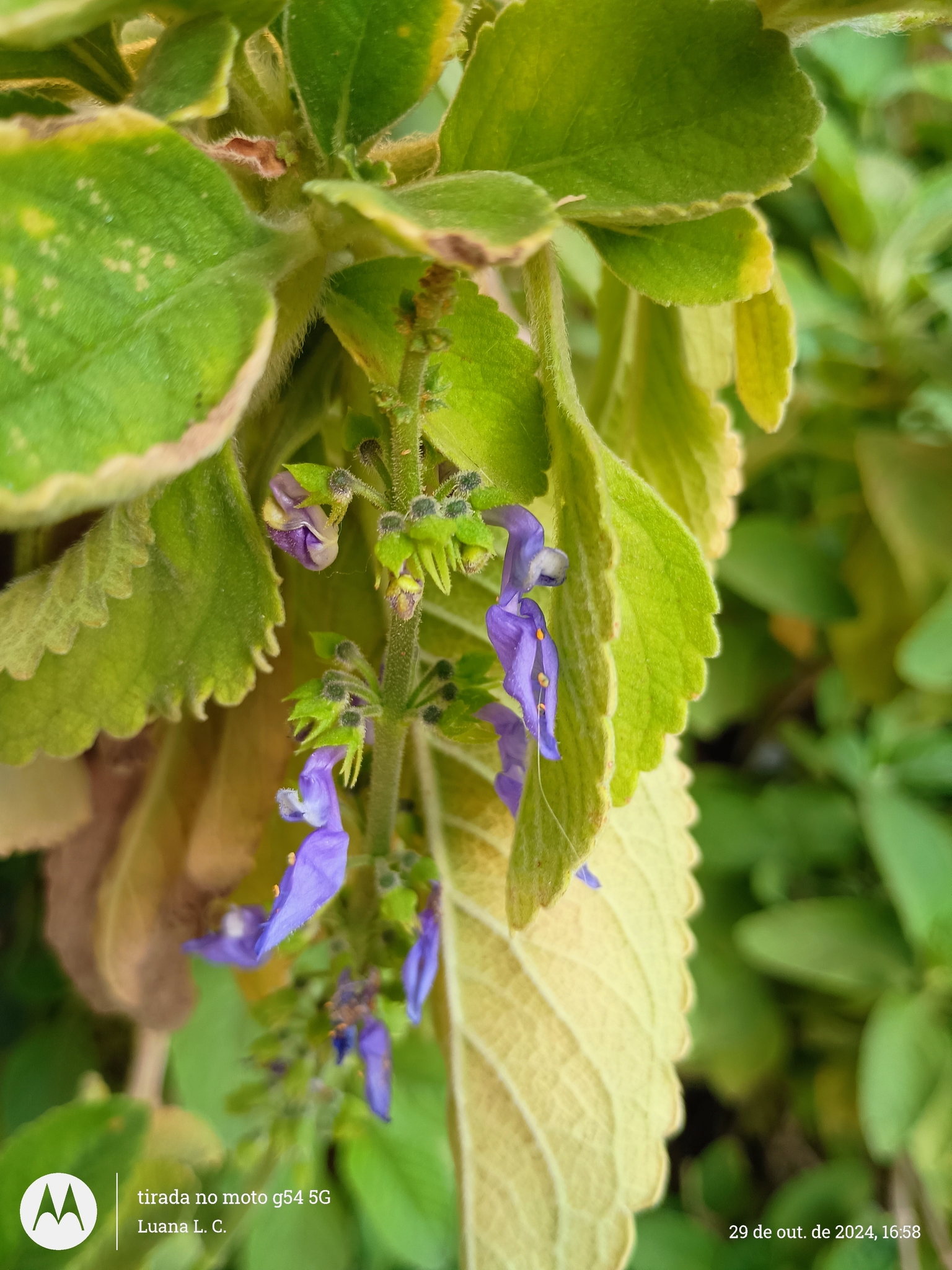 Coleus barbatus