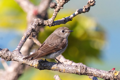 Grey-streaked Flycatcher (Muscicapa griseisticta), photo 6