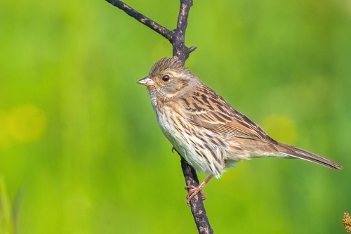 Escribano enmascarado (Emberiza spodocephala)