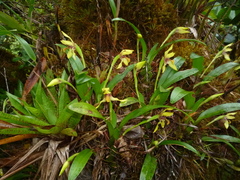 Maxillaria praestans