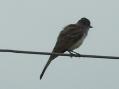 Myiarchus cinerascens