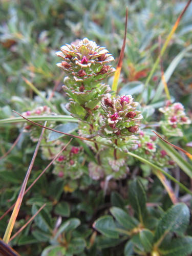 Euphrasia oakesii