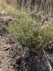 Salvia lycioides, photograph (c) Martin Purdy, some rights reserved (CC BY)