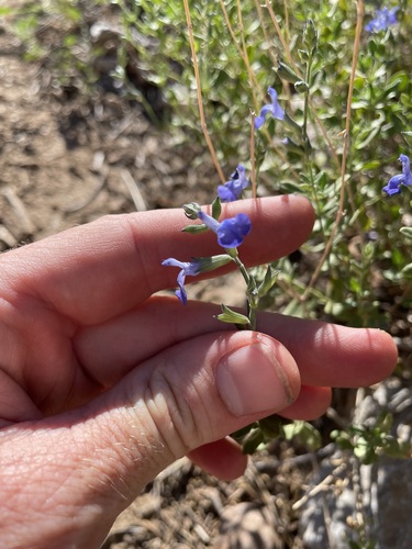 Salvia lycioides, photograph 5