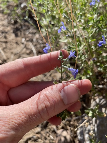 Image of Salvia lycioides by (c) Martin Purdy, some rights reserved (CC BY)