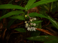 Maianthemum flexuosum