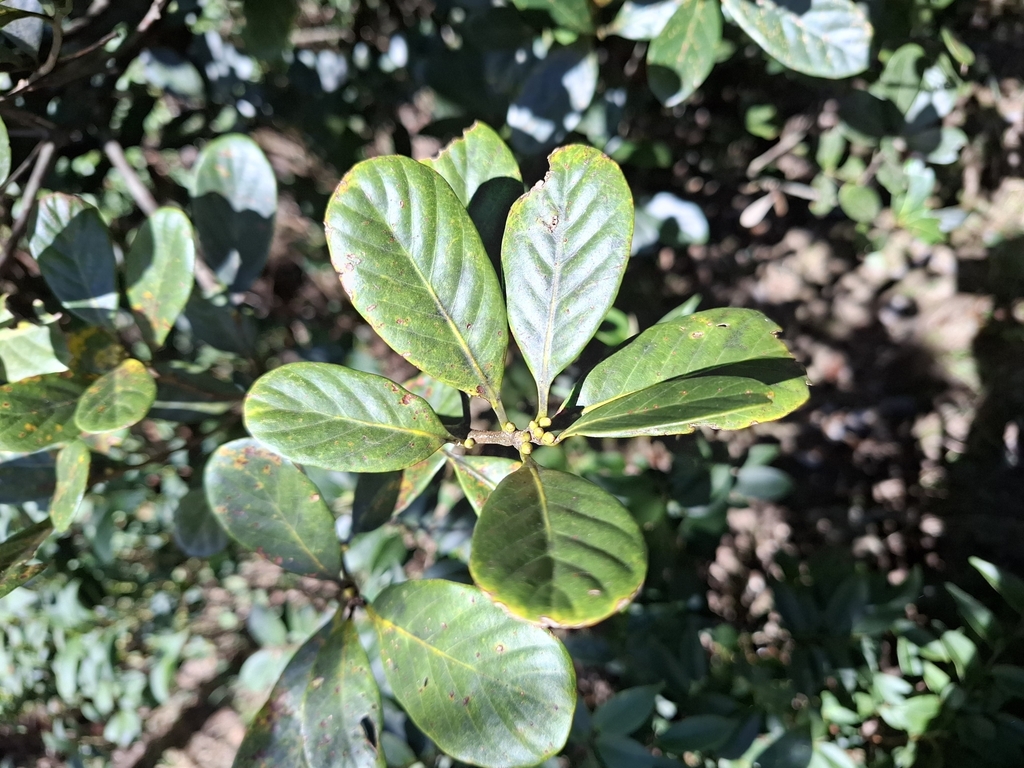Quercus arbutifolia (Quercus arbutifolia)