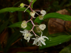 Maianthemum flexuosum