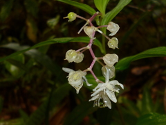 Maianthemum flexuosum