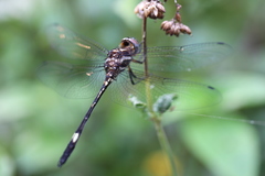 Brechmorhoga pertinax