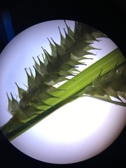 Carex schweinitzii