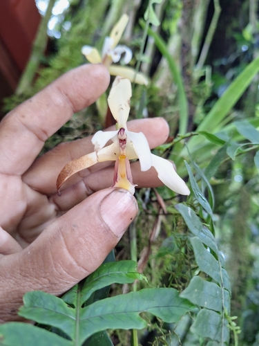 Image of Maxillaria angustisegmenta by (c) Criss Acuña, some rights reserved (CC BY)