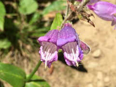 Penstemon rattanii