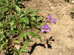 Penstemon rattanii
