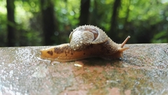 Megaustenia imperator