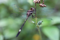 Brechmorhoga pertinax