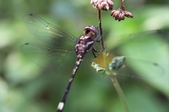 Brechmorhoga pertinax