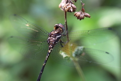 Brechmorhoga pertinax