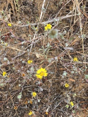 Lessingia germanorum