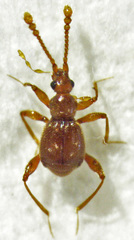 Gerallus punctipennis