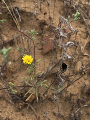 Lessingia germanorum