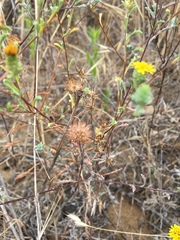 Lessingia germanorum