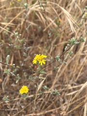 Lessingia germanorum