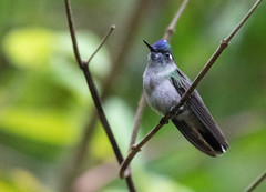 Violet-Headed Hummingbird photo 4