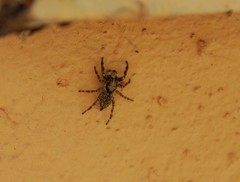 Salticidae